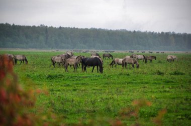 A group of endangered wild mustangs and cows graze on a vast meadow, surrounded by idyllic countryside. The majestic animals are free-roaming and enjoy the peaceful serenity of their natural habitat