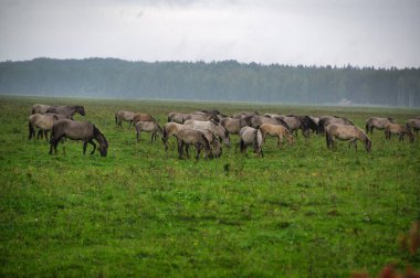 A group of endangered wild mustangs and cows graze on a vast meadow, surrounded by idyllic countryside. The majestic animals are free-roaming and enjoy the peaceful serenity of their natural habitat