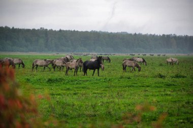 A group of endangered wild mustangs and cows graze on a vast meadow, surrounded by idyllic countryside. The majestic animals are free-roaming and enjoy the peaceful serenity of their natural habitat
