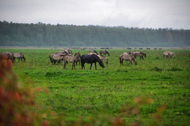 A group of endangered wild mustangs and cows graze on a vast meadow, surrounded by idyllic countryside. The majestic animals are free-roaming and enjoy the peaceful serenity of their natural habitat