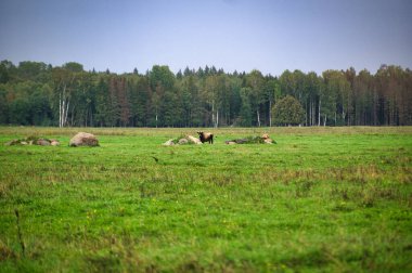 A group of endangered wild mustangs and cows graze on a vast meadow, surrounded by idyllic countryside. The majestic animals are free-roaming and enjoy the peaceful serenity of their natural habitat