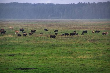 A group of endangered wild mustangs and cows graze on a vast meadow, surrounded by idyllic countryside. The majestic animals are free-roaming and enjoy the peaceful serenity of their natural habitat