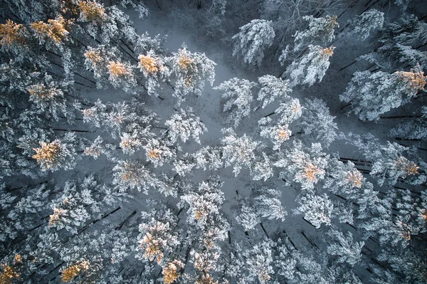 Buz gibi beyaz kış çam ormanları ve huş ağaçlarıyla kaplı ağaçların havadan görünüşü. Kışın yüksek ağaçların insansız hava aracı fotoğrafı. Noel temalı arka plan. Idyllic manzara