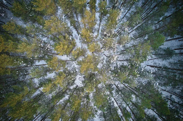 Buz gibi beyaz kış çam ormanları ve huş ağaçlarıyla kaplı ağaçların havadan görünüşü. Kışın yüksek ağaçların insansız hava aracı fotoğrafı. Noel temalı arka plan. Idyllic manzara