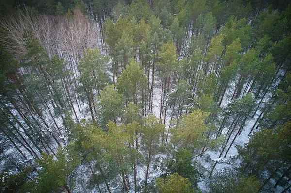 Buz gibi beyaz kış çam ormanları ve huş ağaçlarıyla kaplı ağaçların havadan görünüşü. Kışın yüksek ağaçların insansız hava aracı fotoğrafı. Noel temalı arka plan. Idyllic manzara