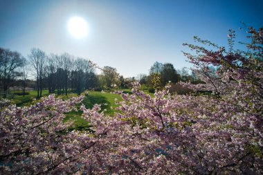 Parktaki güzel kiraz çiçeklerinin hava manzarası. Baharda çiçek açan pembe çiçeklerle dolu resimli bahçede sakura ağaçlarının insansız hava aracı fotoğrafı. Güneşli mavi gökyüzünde ağacın dalları. Çiçek deseni