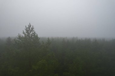 A stunning drone photo of a summer forest shrouded in thick fog. The mist creates a serene and tranquil setting, with an ethereal quality that enhances the natural beauty of the landscape.