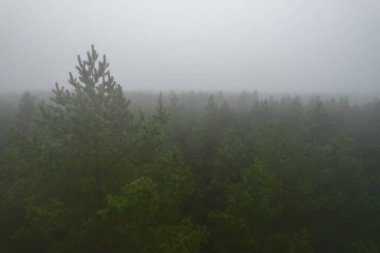 A stunning drone photo of a summer forest shrouded in thick fog. The mist creates a serene and tranquil setting, with an ethereal quality that enhances the natural beauty of the landscape.