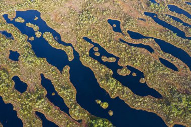 A drone photo of expansive summer swamps with winding streams, tall reeds and grasses, and green and brown wetlands. Capturing the natural serene nature scenery of this remote and unspoiled wilderness