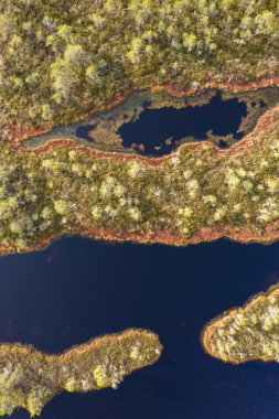 A drone photo of expansive summer swamps with winding streams, tall reeds and grasses, and green and brown wetlands. Capturing the natural serene nature scenery of this remote and unspoiled wilderness