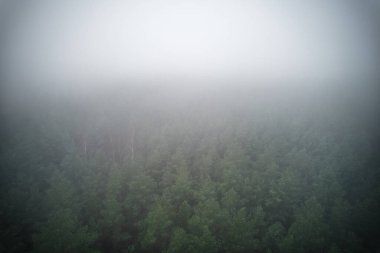 A stunning drone photo of a summer forest shrouded in thick fog. The mist creates a serene and tranquil setting, with an ethereal quality that enhances the natural beauty of the landscape.