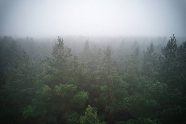 A stunning drone photo of a summer forest shrouded in thick fog. The mist creates a serene and tranquil setting, with an ethereal quality that enhances the natural beauty of the landscape.