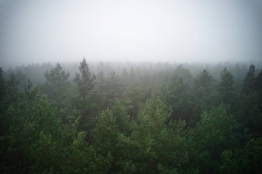 A stunning drone photo of a summer forest shrouded in thick fog. The mist creates a serene and tranquil setting, with an ethereal quality that enhances the natural beauty of the landscape.