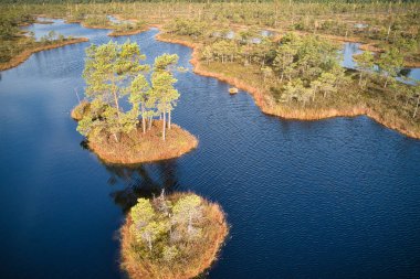A drone photo of expansive summer swamps with winding streams, tall reeds and grasses, and green and brown wetlands. Capturing the natural serene nature scenery of this remote and unspoiled wilderness