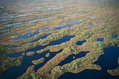 A drone photo of expansive summer swamps with winding streams, tall reeds and grasses, and green and brown wetlands. Capturing the natural serene nature scenery of this remote and unspoiled wilderness