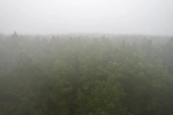 Stunning Drone Photo Summer Forest Shrouded Thick Fog Mist Creates — Stock fotografie