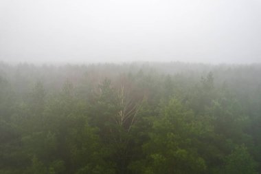 A stunning drone photo of a summer forest shrouded in thick fog. The mist creates a serene and tranquil setting, with an ethereal quality that enhances the natural beauty of the landscape.