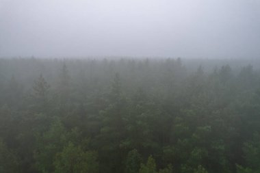 A stunning drone photo of a summer forest shrouded in thick fog. The mist creates a serene and tranquil setting, with an ethereal quality that enhances the natural beauty of the landscape.