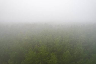 A stunning drone photo of a summer forest shrouded in thick fog. The mist creates a serene and tranquil setting, with an ethereal quality that enhances the natural beauty of the landscape.