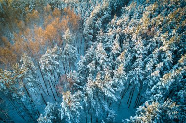 Buz gibi beyaz kış çam ormanları ve huş ağaçlarıyla kaplı ağaçların havadan görünüşü. Kışın yüksek ağaçların insansız hava aracı fotoğrafı. Noel temalı arka plan. Idyllic manzara