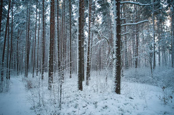 stock image Aerial view of frosty white winter pine forests and birch groves covered with hoarfrost and snow. Drone photo of high trees in mountains at winter time. Christmas theme background. Idyllic landscape