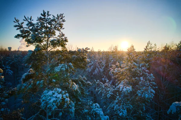 Luftaufnahme Von Frostigen Weißen Winterkiefernwäldern Und Birkenwäldern Die Mit Raureif — Stockfoto