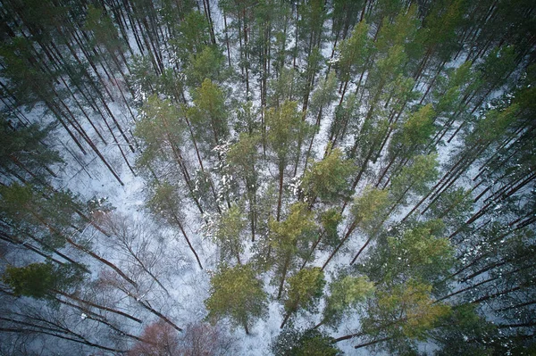 Buz gibi beyaz kış çam ormanları ve huş ağaçlarıyla kaplı ağaçların havadan görünüşü. Kışın yüksek ağaçların insansız hava aracı fotoğrafı. Noel temalı arka plan. Idyllic manzara