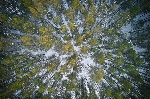 空中俯瞰着结冰的白色冬季松树林和覆盖着白霜和白雪的桦树林 冬天的时候 山上高树的无人驾驶照片 圣诞主题背景 Idyllic Landscape — 图库照片