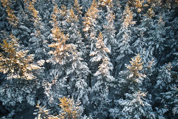 Vista Aérea Florestas Pinheiros Inverno Brancas Geladas Bosques Bétula Cobertos — Fotografia de Stock