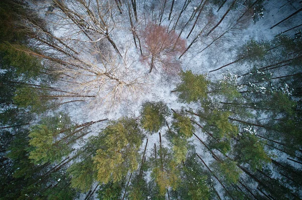 Letecký Pohled Mrazivě Bílé Zimní Borovicové Lesy Břízové Háje Pokryté — Stock fotografie