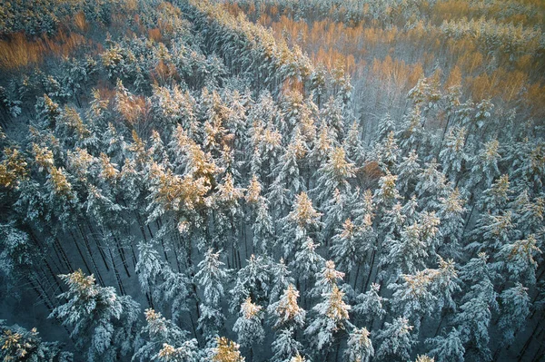 Вид Воздуха Замерзшие Белые Зимние Сосновые Леса Березовые Рощи Покрытые — стоковое фото