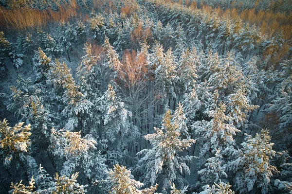 Légi Kilátás Fagyos Fehér Téli Fenyőerdők Nyírfa Ligetek Borított Rekedt — Stock Fotó