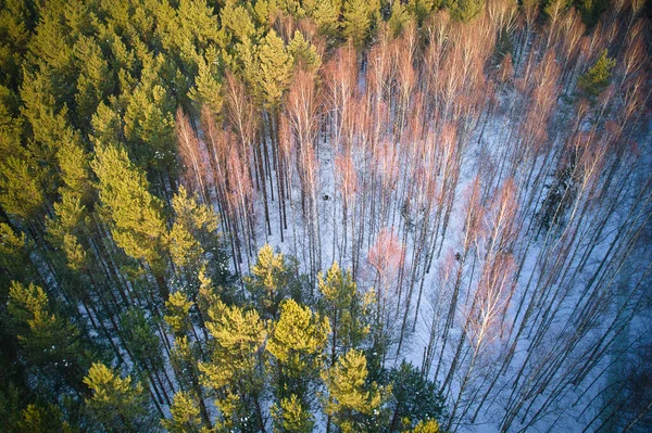 서리가 내리는 소나무 서리와 눈으로 뒤덮인 자작나무 공중에서 내려다볼 수있었다 — 스톡 사진
