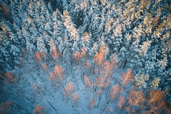 Вид Повітря Морозні Білі Зимові Соснові Ліси Березові Гаї Покриті — стокове фото