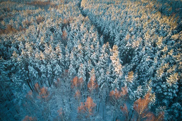 空中俯瞰着结冰的白色冬季松树林和覆盖着白霜和白雪的桦树林 冬天的时候 山上高树的无人驾驶照片 圣诞主题背景 Idyllic Landscape — 图库照片