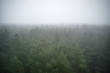 A stunning drone photo of a summer forest shrouded in thick fog. The mist creates a serene and tranquil setting, with an ethereal quality that enhances the natural beauty of the landscape.