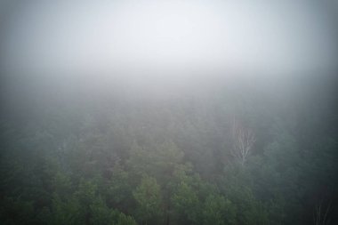 A stunning drone photo of a summer forest shrouded in thick fog. The mist creates a serene and tranquil setting, with an ethereal quality that enhances the natural beauty of the landscape.