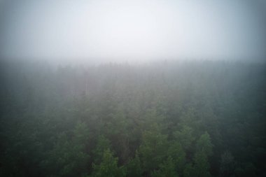 A stunning drone photo of a summer forest shrouded in thick fog. The mist creates a serene and tranquil setting, with an ethereal quality that enhances the natural beauty of the landscape.