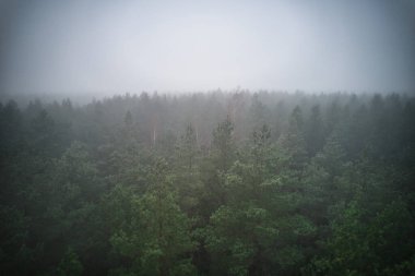 Yoğun sisle örtülü bir yaz ormanının çarpıcı drone fotoğrafı. Sis, dingin ve huzurlu bir ortam yaratıyor. Manzaranın doğal güzelliğini arttıran ruhani bir kalite..