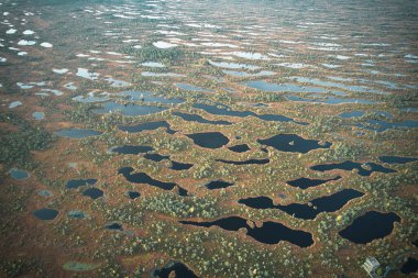 A drone photo of expansive summer swamps with winding streams, tall reeds and grasses, and green and brown wetlands. Capturing the natural serene nature scenery of this remote and unspoiled wilderness