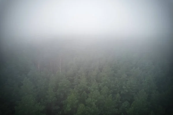 A stunning drone photo of a summer forest shrouded in thick fog. The mist creates a serene and tranquil setting, with an ethereal quality that enhances the natural beauty of the landscape.