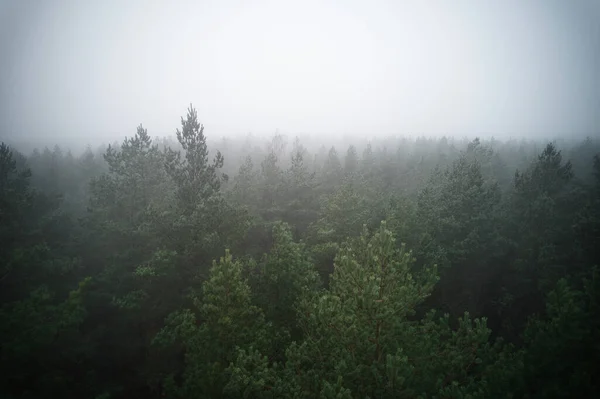 Stunning Drone Photo Summer Forest Shrouded Thick Fog Mist Creates — Stock Photo, Image