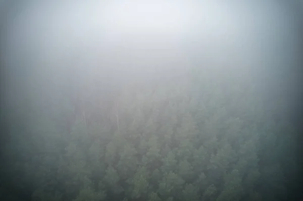 濃い霧に包まれた夏の森の見事なドローン写真 霧は静かで静かな環境を作り出します 風景の自然の美しさを向上させるエーテル品質を持ちます — ストック写真