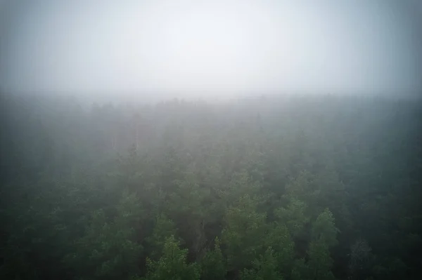 Una Impresionante Foto Dron Bosque Verano Envuelto Espesa Niebla Niebla — Foto de Stock
