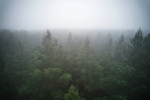 Потрясающая Фотография Летнего Леса Окутанного Густым Туманом Туман Создает Спокойную — стоковое фото