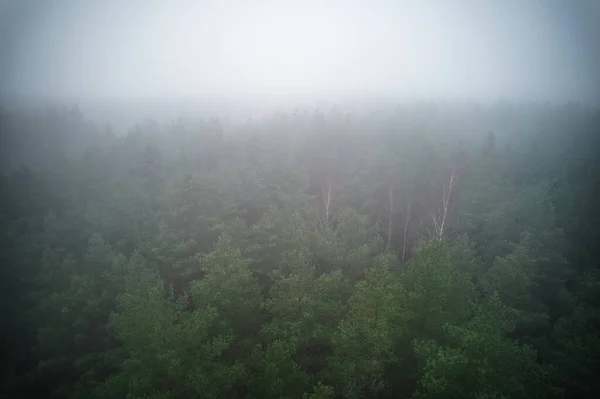 Потрясающая Фотография Летнего Леса Окутанного Густым Туманом Туман Создает Спокойную — стоковое фото
