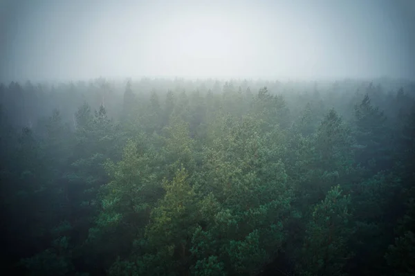 Stunning Drone Photo Summer Forest Shrouded Thick Fog Mist Creates — Stock fotografie