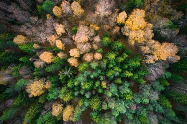 Yeşil çam ormanlarının ve altın ağaçların güzel dokusuna sahip sarı yaprakların üzerinde. Akşamları güzel sonbahar manzarası. Dağlar sonbahar renklerinde altın çağda