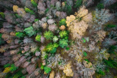 Yeşil çam ormanlarının ve altın ağaçların güzel dokusuna sahip sarı yaprakların üzerinde. Akşamları güzel sonbahar manzarası. Dağlar sonbahar renklerinde altın çağda