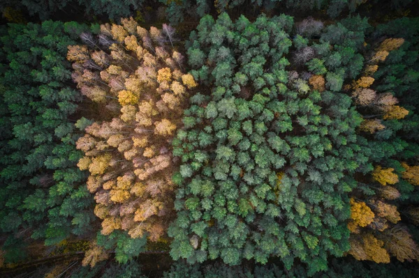 Arriba Plano Aéreo Bosques Pinos Verdes Follajes Amarillos Con Hermosa — Foto de Stock